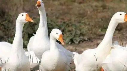 八鹅吃瓜菌娱乐圈,娱乐圈风云录